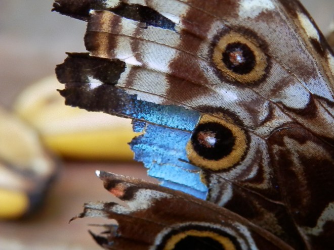 I took this photograph of a Blue Morpho...broken and beautiful still