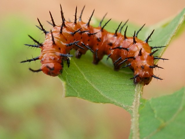Taken summer 2013 in my front yard on my Passion Flower Vine