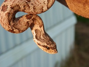We found this snake in our yard...he's beautiful and harmless - unlike the subject of this poem