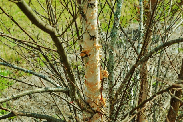 I love the peeling bark of the River Birch.