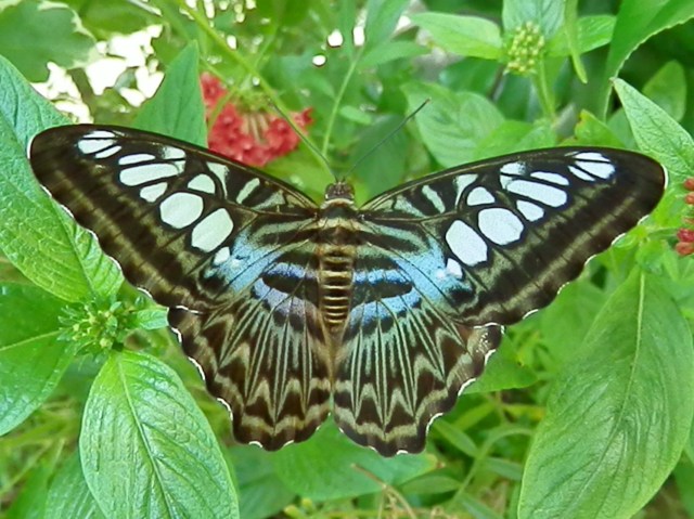 Soon I will emerge - transformed