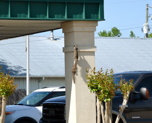 These guys were playing outside my office.