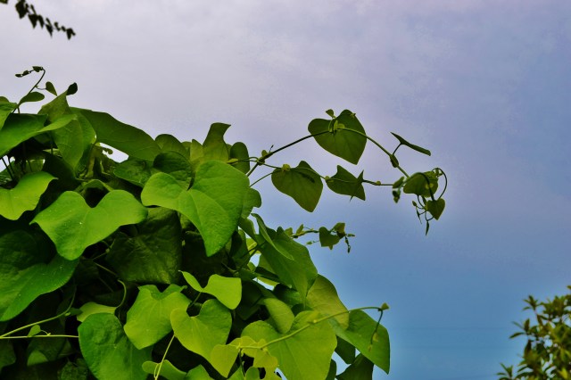 Thunder in the distance