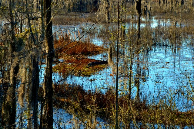 Alligator Sunbathing