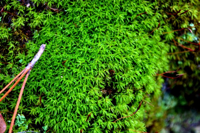 This green is a lovely shocking contrast to the winter browns around here...