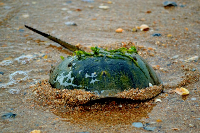 I was walking along the beach in Fort Clinch State Park FL when I saw this large, beautiful (to me, anyway) horseshoe crab...