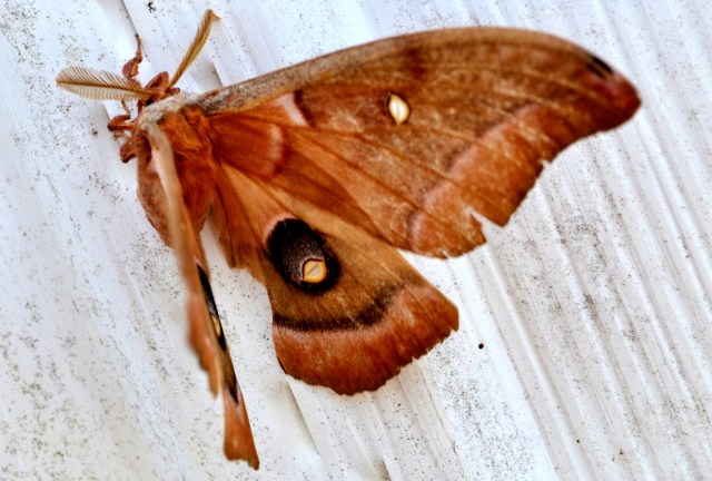 Friendly visitor....