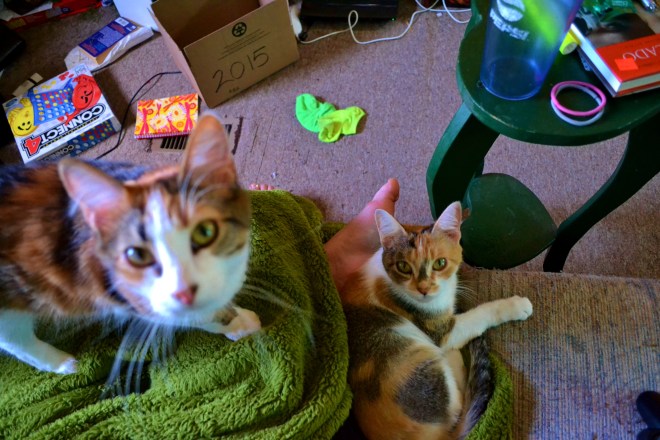 They like a nice warm lap... this is their, "You're not really going to stand up now, are you?" face...