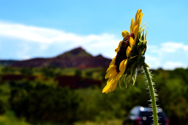 These beautiful wild sunflowers are everywhere in the canyon...