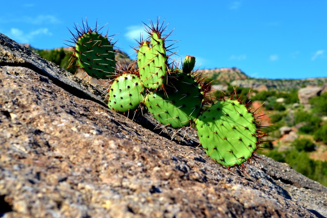 It is amazing to me and such a display of tenacity that these cacti grow seemingly from the rocks...