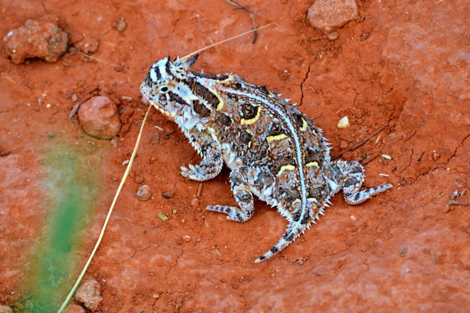 Saw this lovely creature hanging out on the pathway looking for some tasty ants to eat...  He was beautiful!