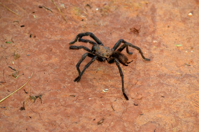 It was thrilling to see this beautiful spider hanging out on the side of the trail we were hiking!