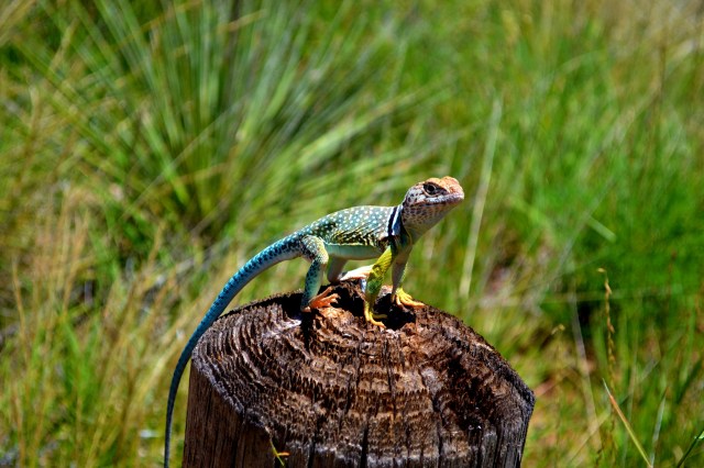 This was the most beautiful type of  lizard I have ever seen!  I was stoked when I saw him... I have never seen one with such bright colors...